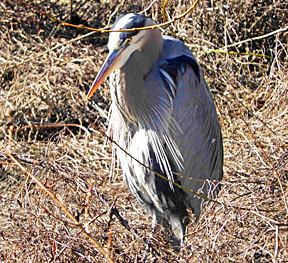 great blue heron 2 small graphic